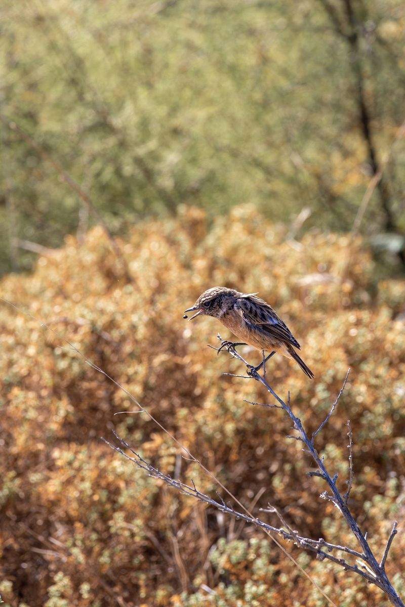 Natura Essenza S.r.l. - Image 1