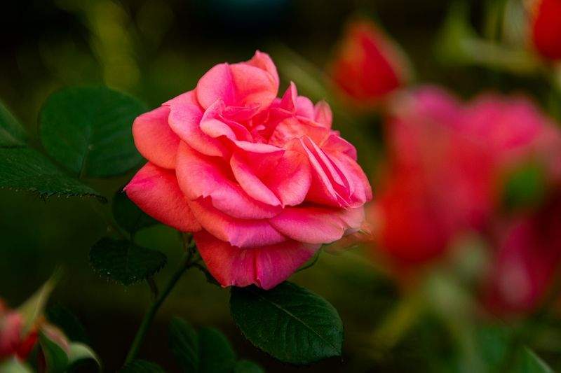 Natura Essenza S.r.l. - Image 14